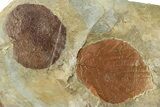 Plate with Two Fossil Leaves (Two Species) - Montana #268343-2